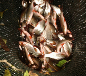 Otley Roach netting